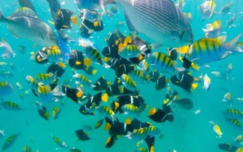 Puerto Vallarta: Beach Boy Los Arcos, Animas and Quimixto - Key Points