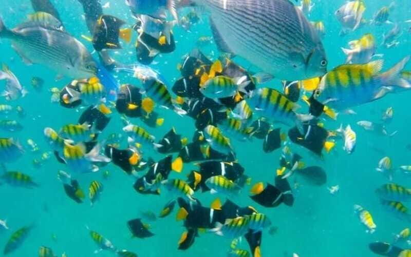 Puerto Vallarta: Beach Boy Los Arcos, Animas and Quimixto - FAQ: Your Questions Answered