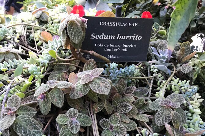 Puerto Vallarta Botanical Garden Tour with University Biologist - Who Should Take This Tour?