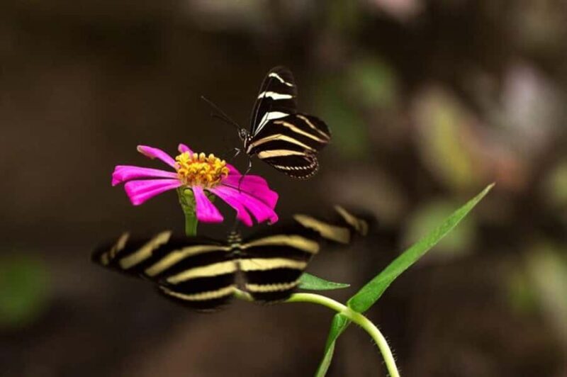 Puerto Vallarta: Butterfly Sanctuary Guided Tour - Puerto Vallarta: Butterfly Sanctuary Guided Tour