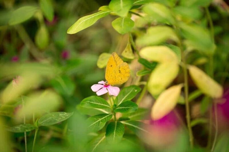 Puerto Vallarta: Butterfly Sanctuary Guided Tour - Why This Tour Offers Great Value