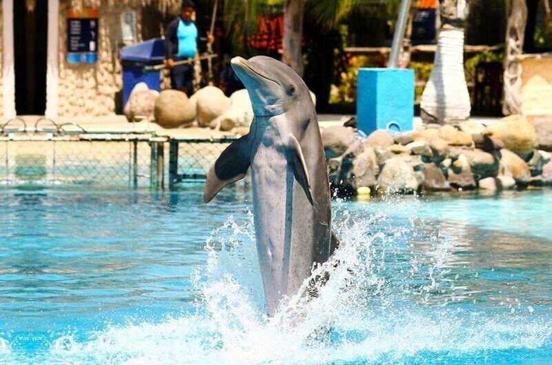 Puerto Vallarta: Dolphin Royal Swim at Aquaventuras Park - A Practical Look at the Experience
