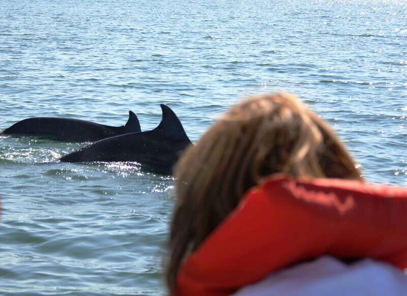 Puerto Vallarta: Dolphin Watching Cruise with a Biologist - A Detailed Look at the Tour Experience