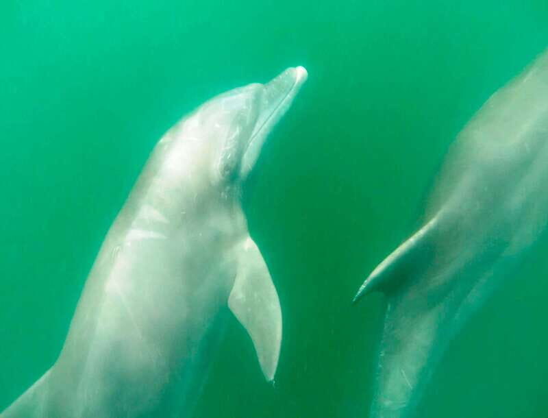 Puerto Vallarta: Dolphin Watching Cruise with a Biologist - Final Thoughts