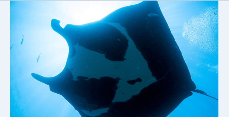 Puerto Vallarta: El Chimo Scuba Diving Expedition - Exploring the Itinerary in Detail