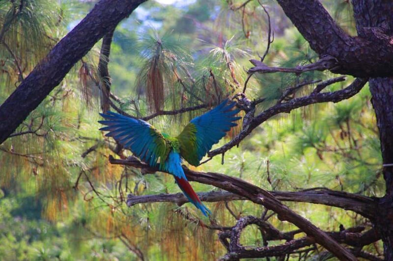 Puerto Vallarta: Guided Tour to the Macaw Sanctuary - Key Points