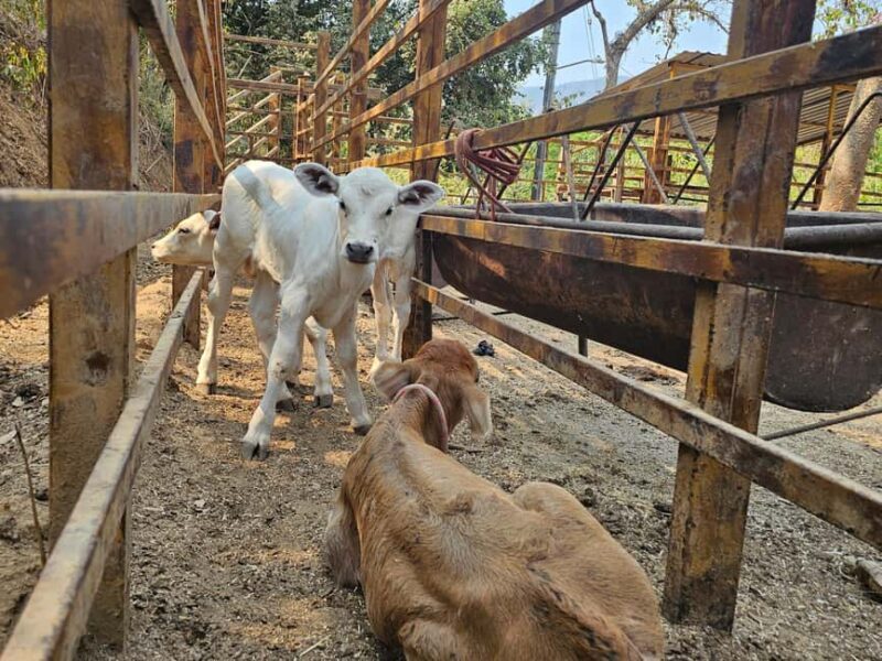 Puerto Vallarta: Hands-on Farm Experience from Cow to Cheese - FAQ