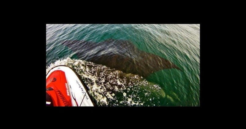Puerto Vallarta: Jet Ski Safari Tour - Puerto Vallarta: Jet Ski Safari Tour