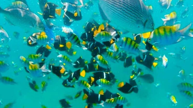 Puerto Vallarta: Los Arcos Snorkeling & Las Animas Cruise - The Sum Up