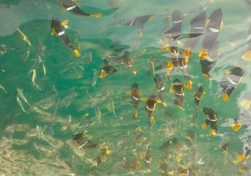 Puerto Vallarta: Los Arcos Snorkeling Tour - An In-Depth Look at the Los Arcos Snorkeling Tour
