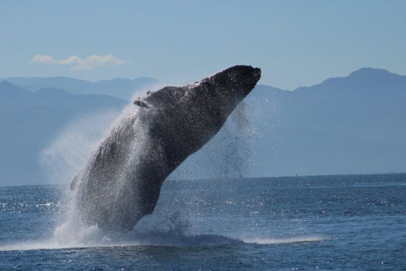Puerto Vallarta: Mega Yacht Whale Watching Sunset Cruise - Why This Tour Stands Out
