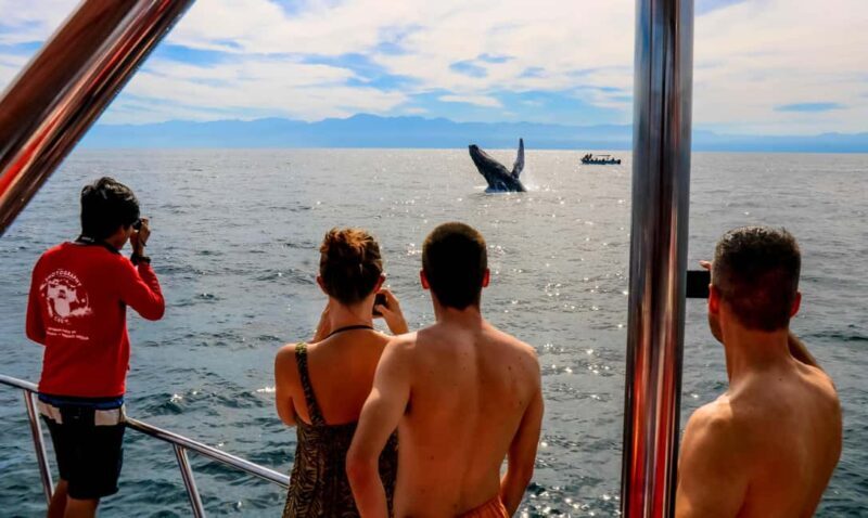Puerto Vallarta: Mega Yacht Whale Watching Sunset Cruise - A Detailed Look at the Itinerary