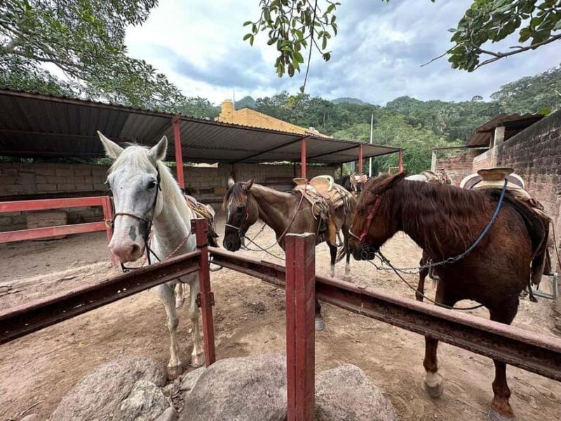 Puerto Vallarta: Mountain Waterfall Horseback Riding Tour - The Ride Through Rolling Hills and Lush Vegetation