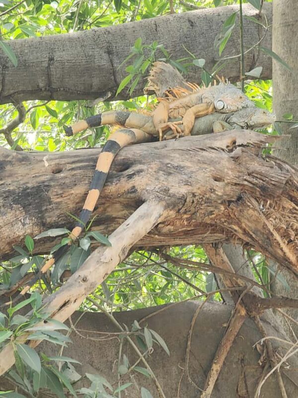 Puerto Vallarta: Oceanfront Lunch, Hike, Tequila & Beach Day - An Authentic Day in Puerto Vallarta: Oceanfront Lunch, Hike, Tequila & Beach Day