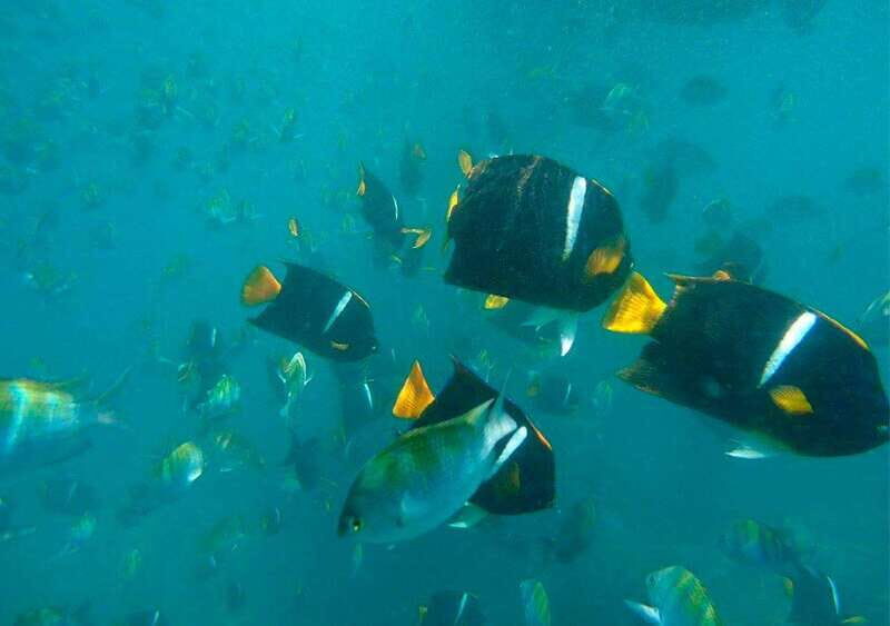 Puerto Vallarta: Private Sail, Snorkel and Beach - FAQ
