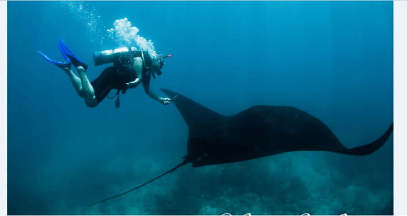 Puerto Vallarta: Scuba Diving en el Morro - Key Points