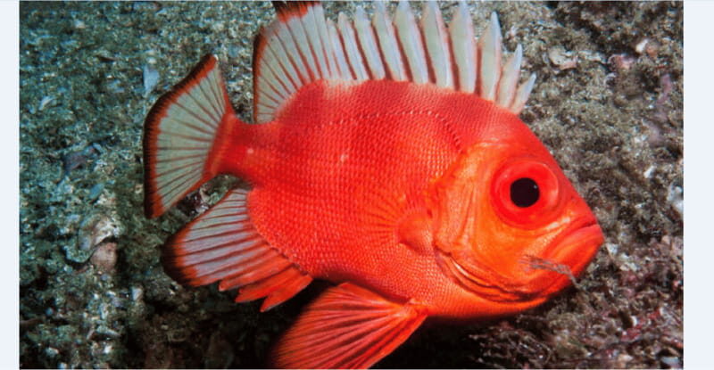 Puerto Vallarta: Scuba Diving en el Morro - Value and Cost Analysis
