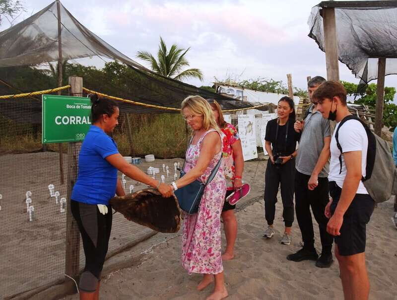 Puerto Vallarta: Sea turtle release at Sunset - Puerto Vallarta: Sea Turtle Release at Sunset