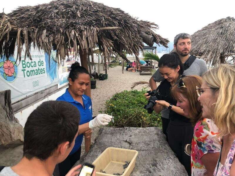 Puerto Vallarta: Sea turtle release at Sunset - Who Will Enjoy This Tour?
