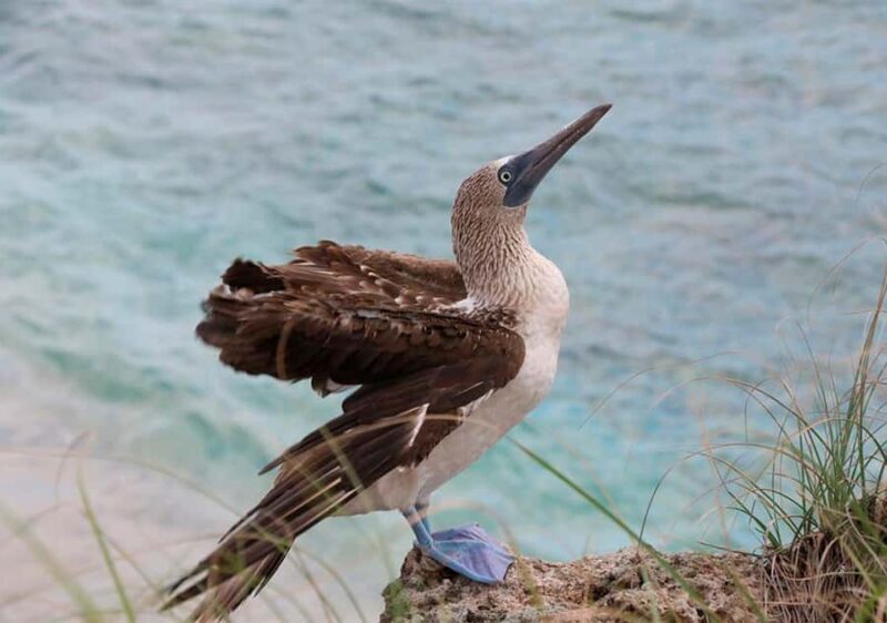 Puerto Vallarta: Snorkeling, Beach, Sailing to Marietas Park - Who is This Tour Perfect For?