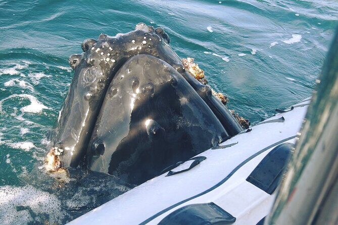 Puerto Vallarta Speedboat and Box Lunch Whale Tour - Frequently Asked Questions