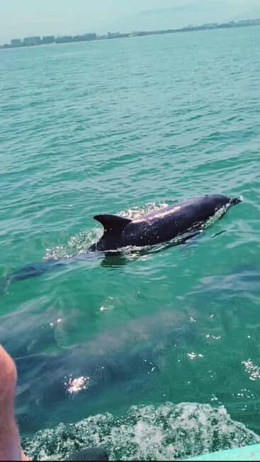 Puerto Vallarta: Swim and Paddle Board with Wild Dolphins - What to Expect from the Tour