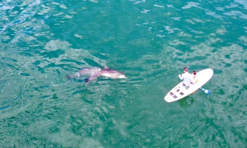 Puerto Vallarta: Swim and Paddle Board with Wild Dolphins - Why This Tour Offers Real Value