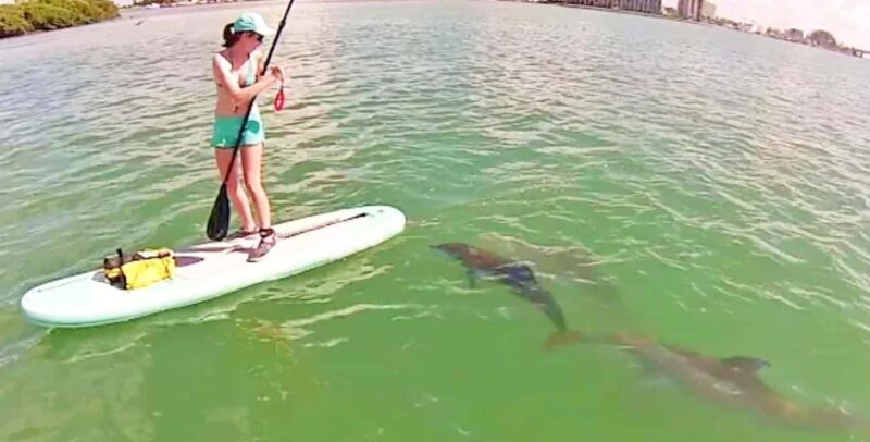 Puerto Vallarta: Swim and Paddle Board with Wild Dolphins - Final Thoughts
