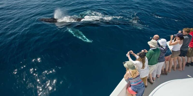 Puerto Vallarta: Whale & Dolphin Watching with Hydrophone - Key Points