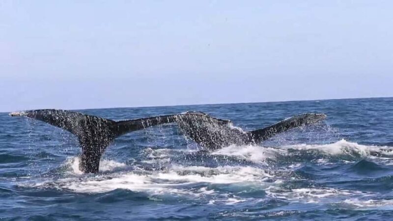 Puerto Vallarta: Whale & Dolphin Watching with Hydrophone - An Honest Look at the Experience