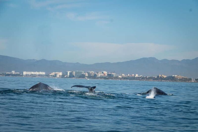 Puerto Vallarta: Whale & Dolphin Watching with Hydrophone - Price and Value Analysis