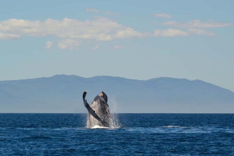 Puerto Vallarta: Whale & Dolphin Watching with Hydrophone - FAQ