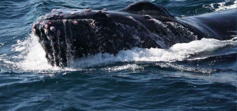 Puerto Vallarta: Whale Watching Adventure Tour - Who Will Appreciate This Tour?