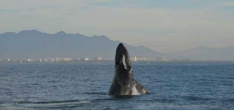 Puerto Vallarta: Whale Watching Adventure Tour - FAQ
