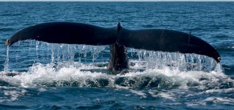Puerto Vallarta: Whale Watching Beach Bay - Final Thoughts