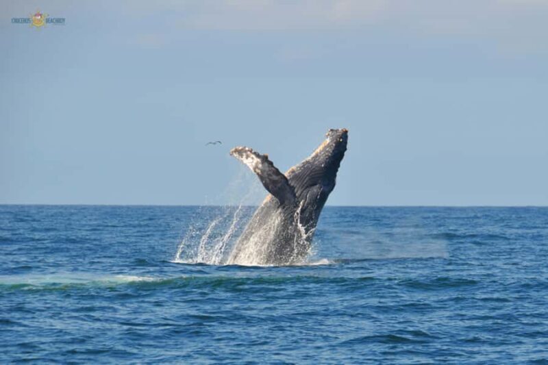 Puerto Vallarta Whale Watching by Speedboat Tour - Key Points