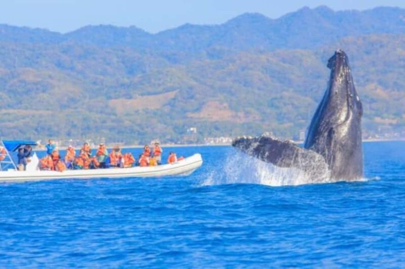 Puerto Vallarta Whale Watching by Speedboat Tour - An In-Depth Look at Puerto Vallarta Whale Watching by Speedboat