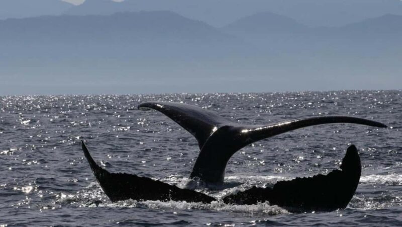 Puerto Vallarta: Whale Watching Encounter - Deep Dive: Why This Tour Works for Travelers