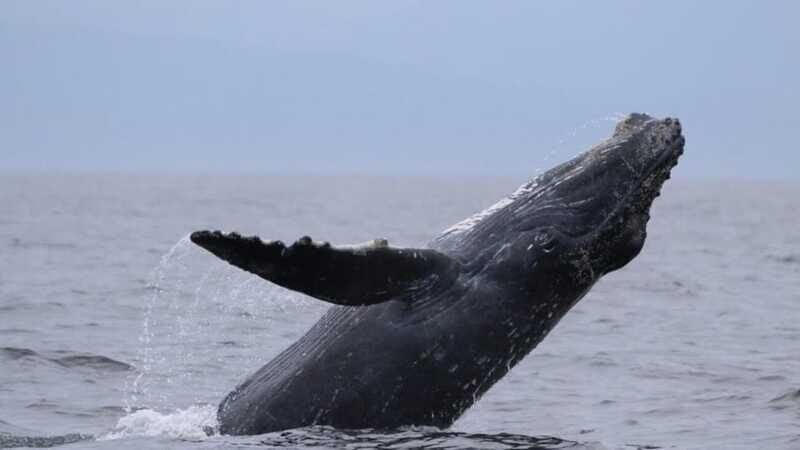 Puerto Vallarta: Whale Watching Encounter - Practical Tips for Your Whale Watching Trip