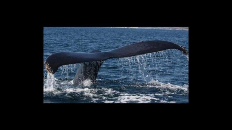 Puerto Vallarta: Whale Watching Encounter - The Sum Up