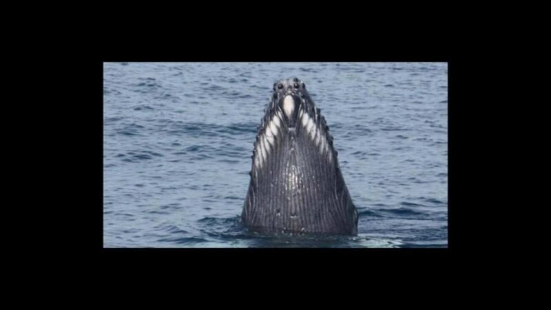Puerto Vallarta: Whale Watching Encounter - FAQs