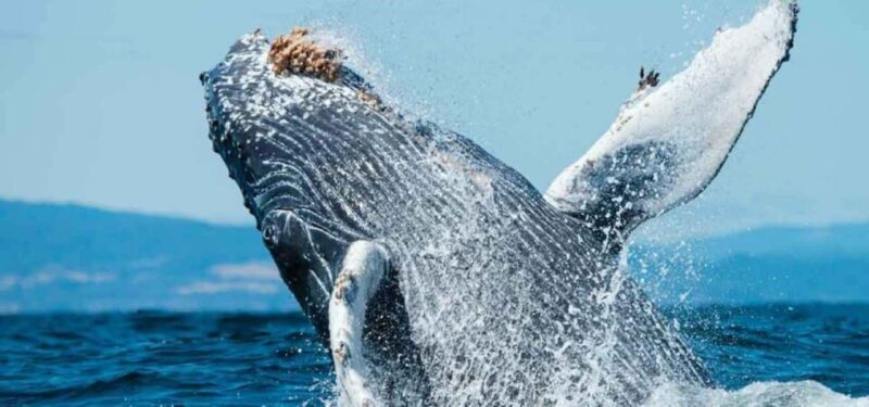 Puerto Vallarta: Whale Watching on Catamaran - Puerto Vallarta: Whale Watching on Catamaran – An Authentic Marine Encounter