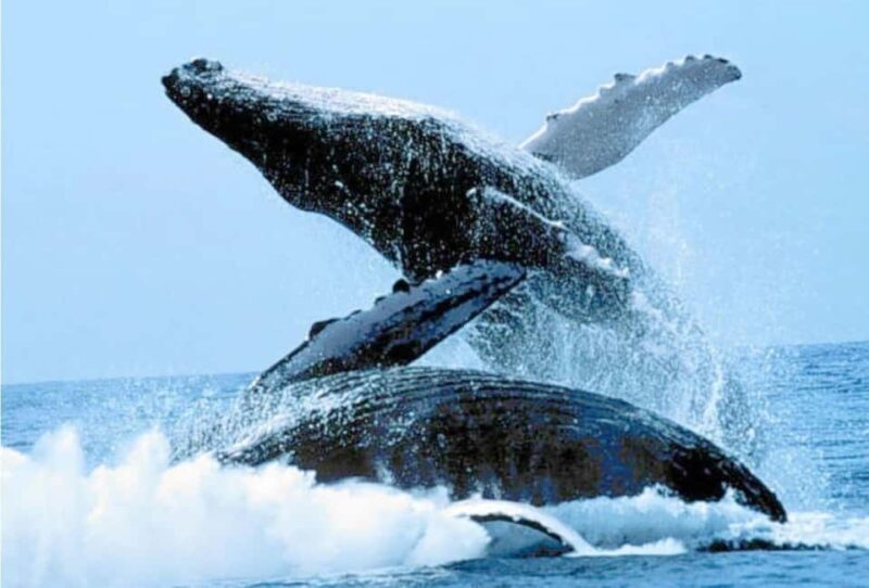 Puerto Vallarta: Whale Watching on Catamaran - An In-Depth Look at the Puerto Vallarta Whale-Watching Catamaran Tour