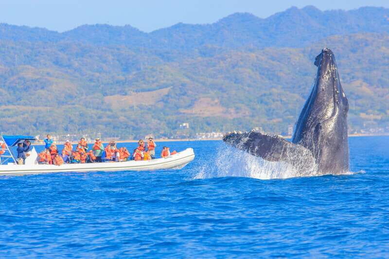 Puerto Vallarta: Whale Watching Photo Safari - The Nuts and Bolts: What to Expect