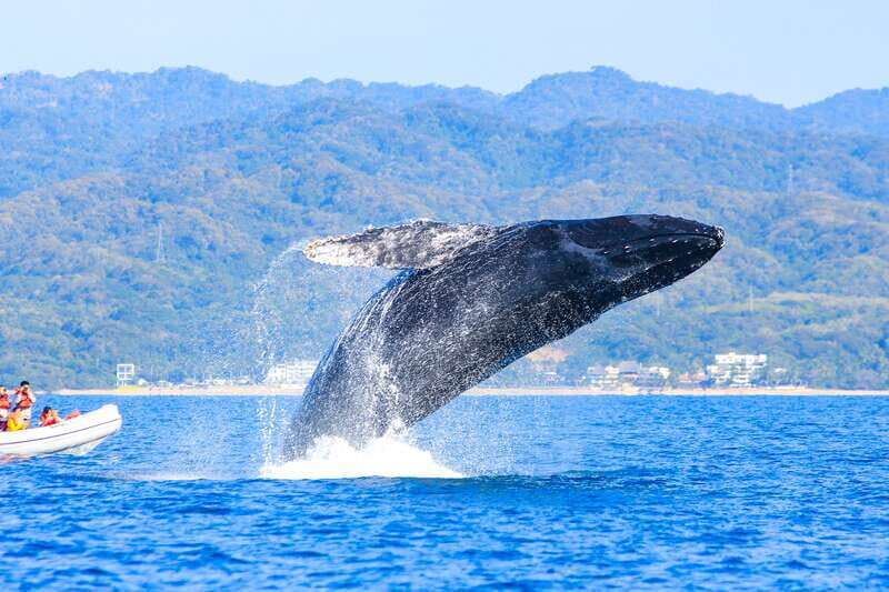 Puerto Vallarta: Whale Watching Photo Safari - The Cost and Value