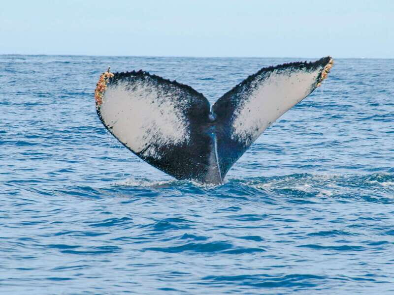 Puerto Vallarta: Whale Watching Photo Safari - Who Will Love This Tour?