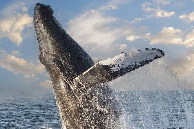 Puerto Vallarta Whale Watching Tour - Key Points