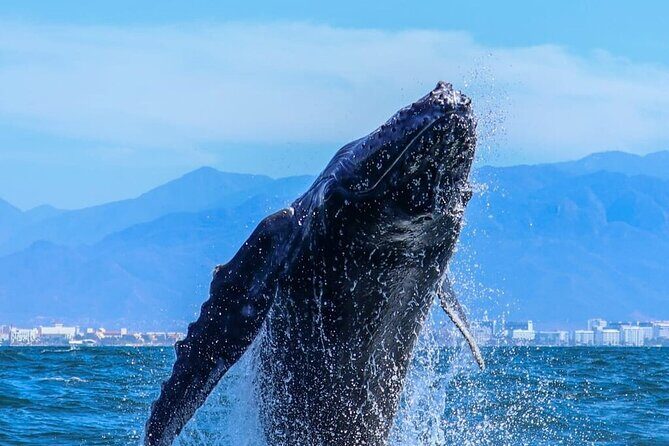 Puerto Vallarta Whale Watching Tour - Frequently Asked Questions