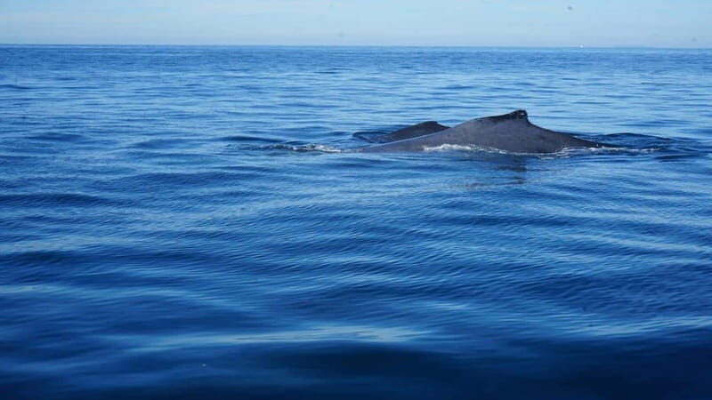 Puerto Vallarta: Whale Watching with Guide - Key Points