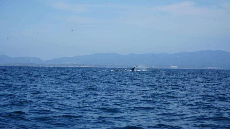 Puerto Vallarta: Whale Watching with Guide - The Experience in Detail